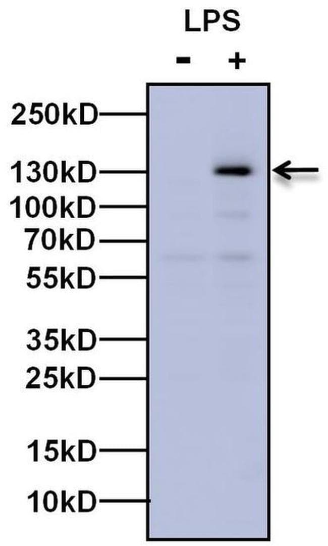 Anti-iNOS antibody(ab3523)