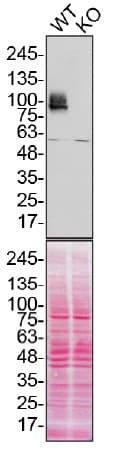 Anti-CD44 antibody [EPR18668](AB189524)