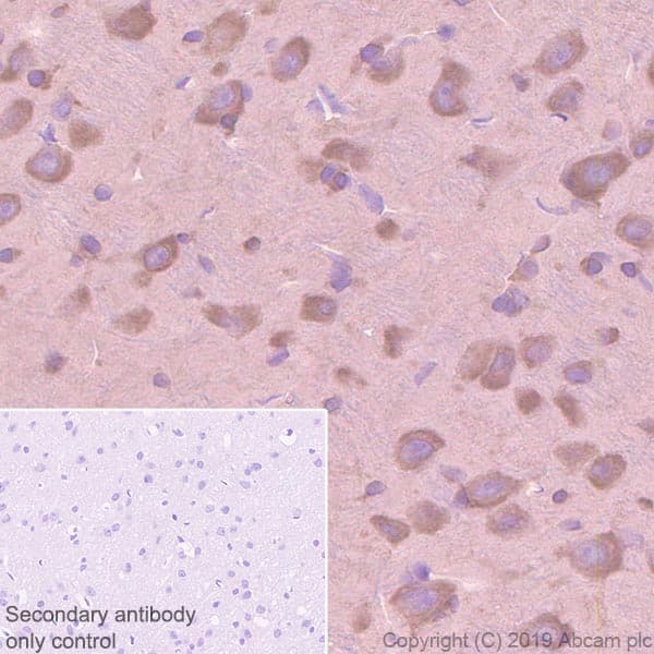 Anti-EIF2S1 antibody [EPR23098-50] - BSA and Azide free(AB263951)