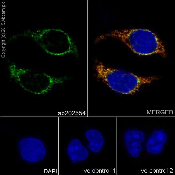Anti-COX IV antibody [EPR9442(ABC)] - BSA and Azide free(AB231168)