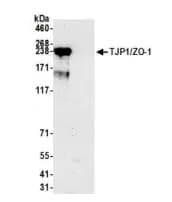 Anti-ZO1 tight junction protein antibody [BLR092G](AB276131)