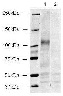 Anti-CD133 antibody - Stem Cell Marker(AB19898)