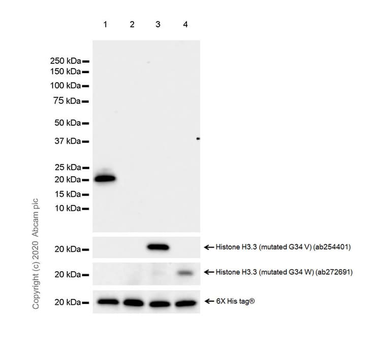 Human Histone H3.3 (Mutated G34W, G34V, G34R) Antibody Panel(AB274410)