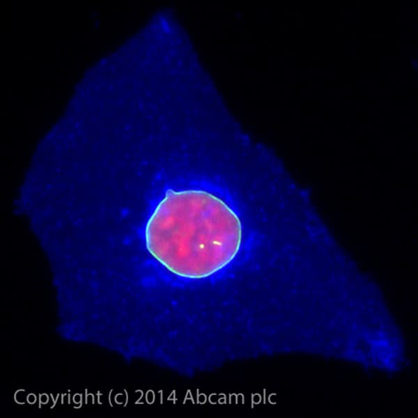 Alexa Fluor® 488 Anti-Lamin A + Lamin C antibody [EPR4100] - Nuclear Envelope Marker(AB185014)