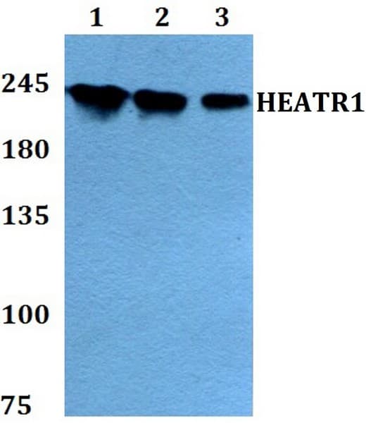 Heatr1 Antibody Ab200693  Western Blot Img28951