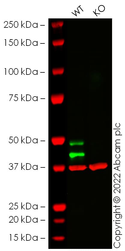 Anti-JNK1 antibody [EPR140(2)](AB110724)