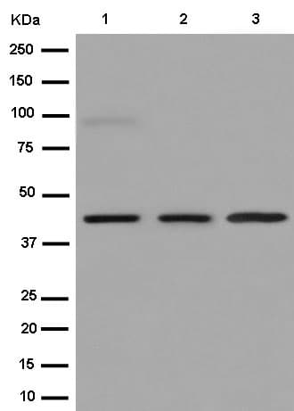 Cd1e Antibody Epr15746b Bsa And Azide Free Ab250917  Western Blot Img106192