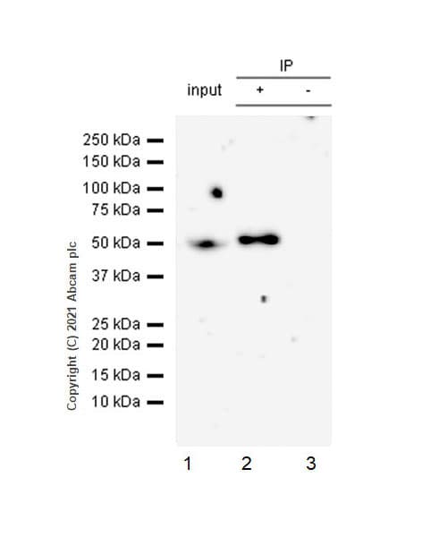 Gaba A Receptor Gamma 2 Gabrg2 Antibody Epr25325 5 Ab288564  Immunoprecipitation Img170830