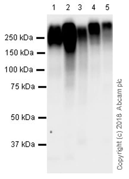 Anti-MRP1 antibody [EPR21062](ab233383)