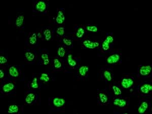 Anti-USP39 antibody [EPR8683] - BSA and Azide free(AB248387)