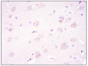 Anti-AMPK alpha 1 antibody [2B7](AB110036)