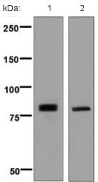 Anti-PLCD1 antibody [EPR8430](AB134936)