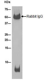 Anti-ATP5G1/G2/G3 antibody [EPR13908](AB180149)