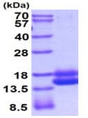 Ab219236  Sds Page Img39468