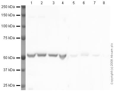 Anti-alpha Tubulin antibody - Loading Control(AB4074)