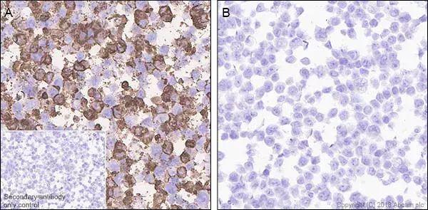 Anti-DDDDK tag (Binds to FLAG® tag sequence) antibody [EPR20018-251](AB205606)