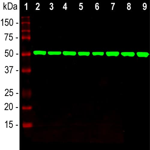 Anti-beta Tubulin antibody [4E4](AB315214)