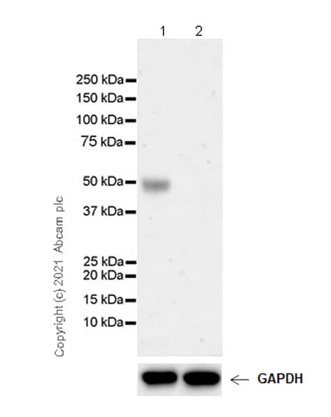 Anti-TPH2 antibody [EPR25100-29] - BSA and Azide free(AB288068)