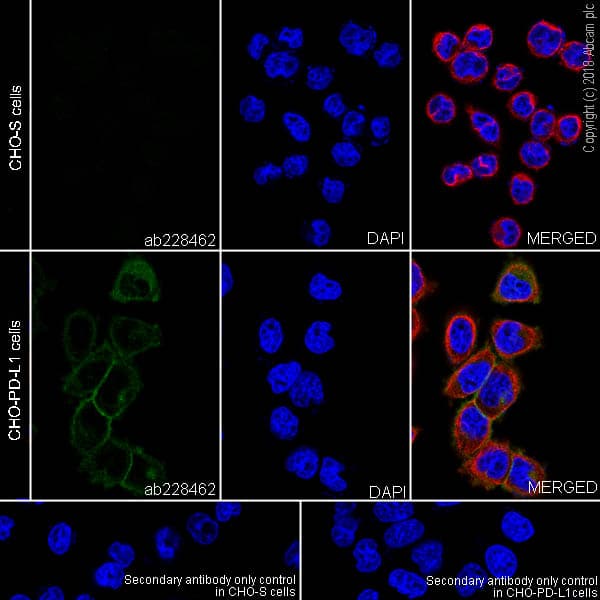 Anti-PD-L1 antibody [SP142] - BSA and Azide free(ab236238)
