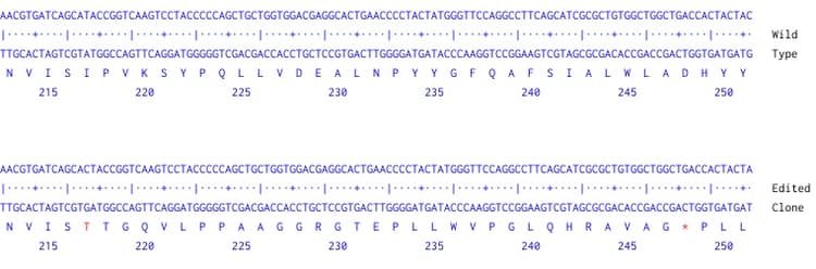 Human ATP13A2 knockout HEK-293 cell line(AB274925)