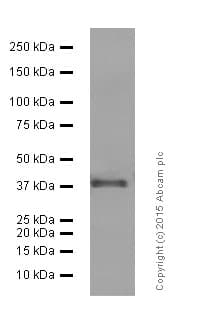 Anti-Islet 1 antibody [EP4182] - Neural Stem Cell Marker(AB109517)