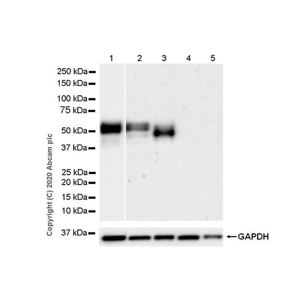 Anti-NPTX2 antibody [EPR24020-38] - BSA and Azide free(AB277533)