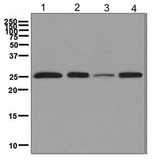 Anti-Peroxiredoxin 3/PRDX3 antibody [EPR8114] - BSA and Azide free(AB248350)