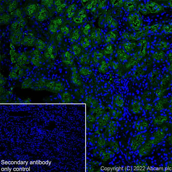 Aquaporin 1 Antibody Epr26554 46 Bsa And Azide Free Ab300464  Immunohistochemistry Frozen Sections Img400587