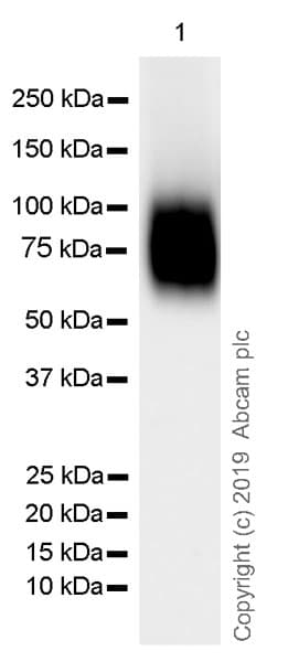 Anti-CD19 antibody [EPR23174-145](AB245235)