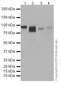 Anti-LAMP2A antibody [EPR4207(2)] - Lysosome Marker(AB125068)