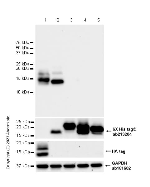 Anti-Ly6c antibody [EPR27220-23](AB314120)