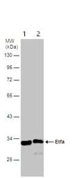 Etfa Antibody Ab153722  Western Blot Img449737