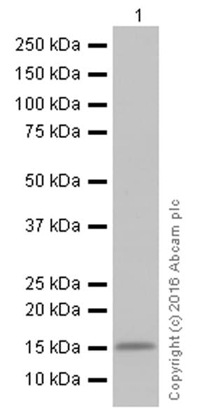 Anti-Lysozyme antibody [EPR2994(2)](AB108508)
