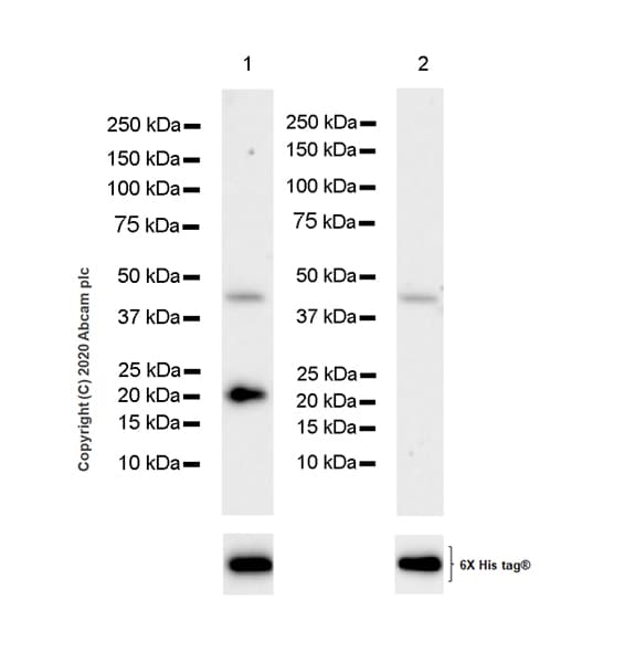 Anti-Histone H3.3 (mutated K36M) antibody [EPR23526-89] - BSA and Azide free(AB277487)