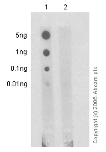 Anti-EGFR (phospho Y1068) antibody [EP774Y](AB40815)