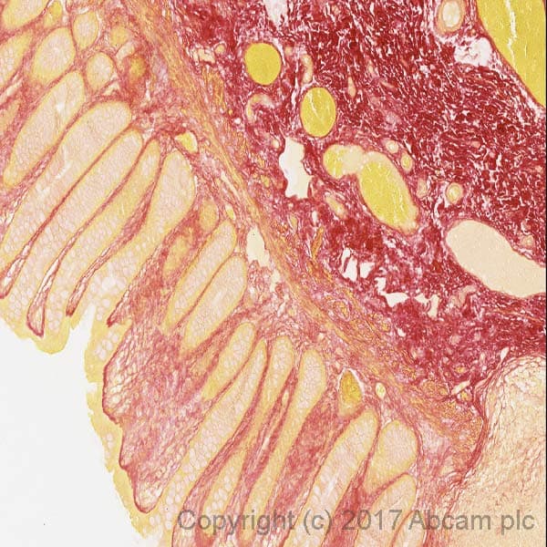 Picro-Sirius Red Solution(ab246832)