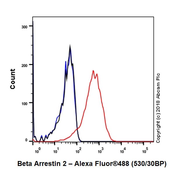 Anti-Beta Arrestin 2 + Beta Arrestin 1 antibody [EPR22073](AB206972)