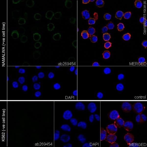 Anti-AICDA antibody [EPR23436-45] - ChIP Grade(ab269454)