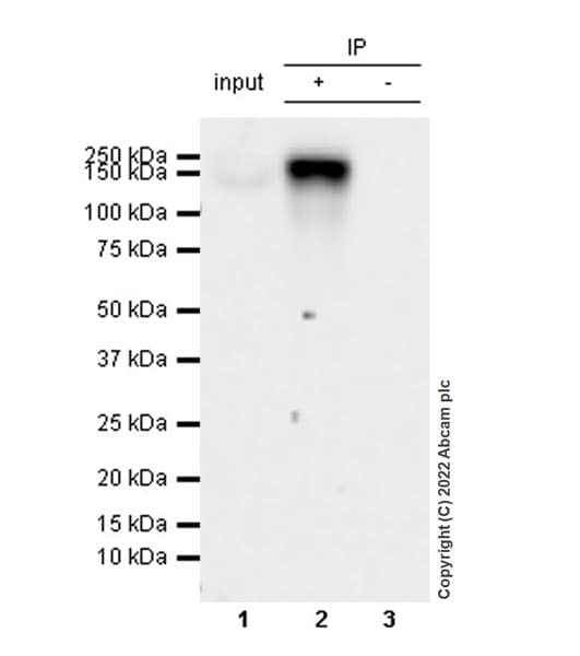 Anti-KDM5B / PLU1 / Jarid1B antibody [EPR25242-12](AB306579)