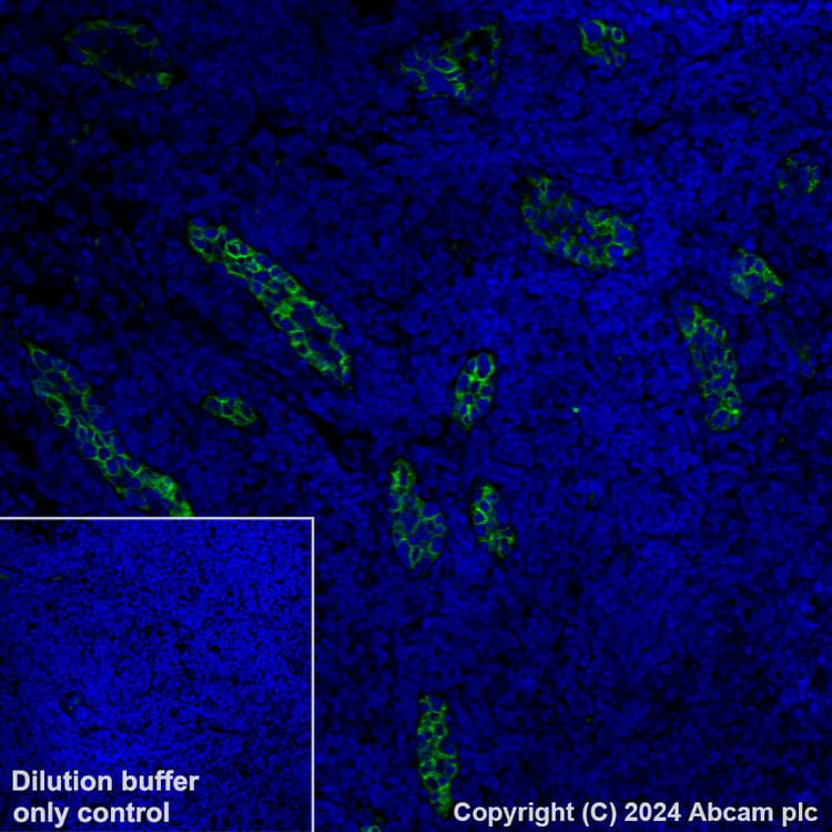 Alexa Fluor 488 Madcam1 Antibody Epr27223 58 Ab318243  Immunohistochemistry Formalin Pfa Fixed Paraffin Embedded Sections Img433258