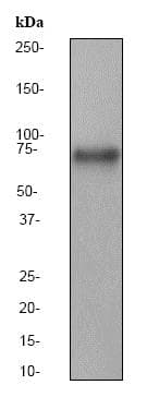 Anti-YAP1 antibody [EP1674Y](AB52771)