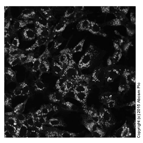 Cholesterol Assay Kit (Cell-Based)(AB133116)