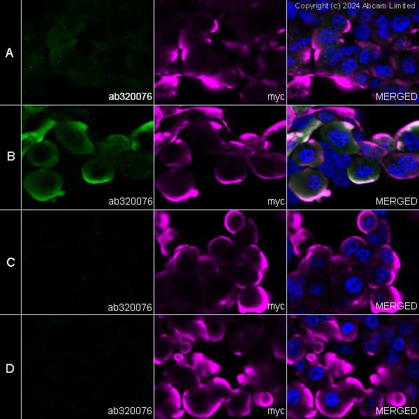 Alexa Fluor® 594 Anti-Myc tag antibody [9E10](AB223894)