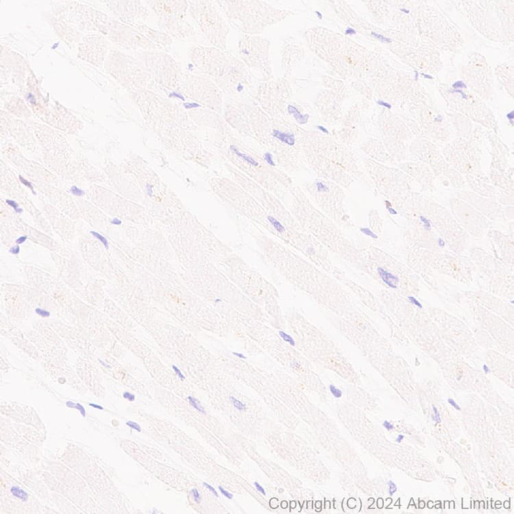 Anti-NKG2D antibody [RM1173] - BSA and Azide free(AB319163)