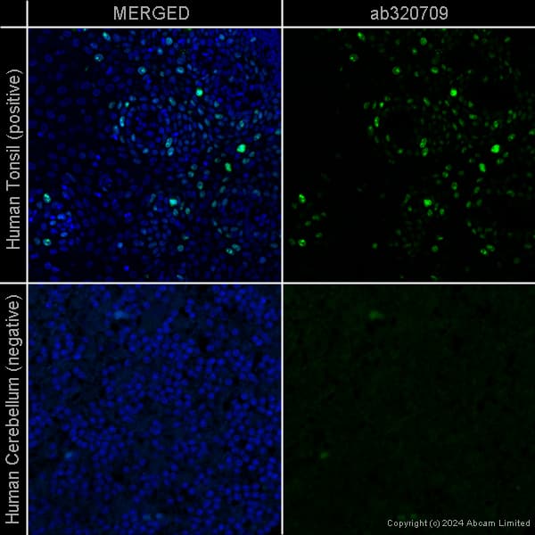 Goat Anti-Chicken IgY H&L (Alexa Fluor® 488) preadsorbed(AB150173)