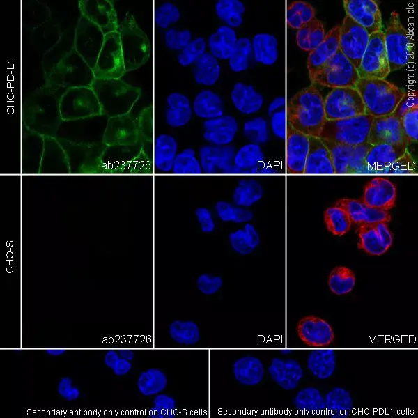 Anti-PD-L1 antibody [CAL10](AB237726)