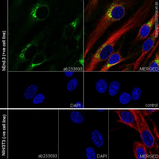 Anti-VEGF Receptor 2 antibody [EPR21884-236] - BSA and Azide free(AB234106)