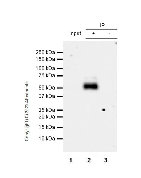 Anti-GABRD antibody [EPR25324-253](AB300348)