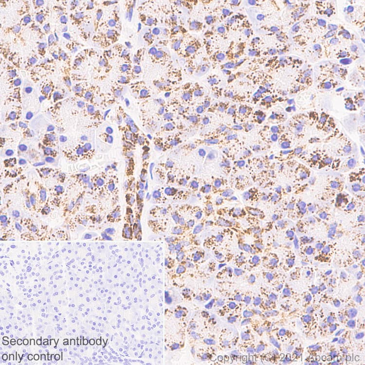 Anti-LRPPRC/GP130 antibody [EPR24052-38](AB259927)