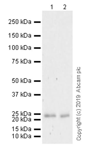 Anti-CD9 antibody [EPR23105-121](AB236630)